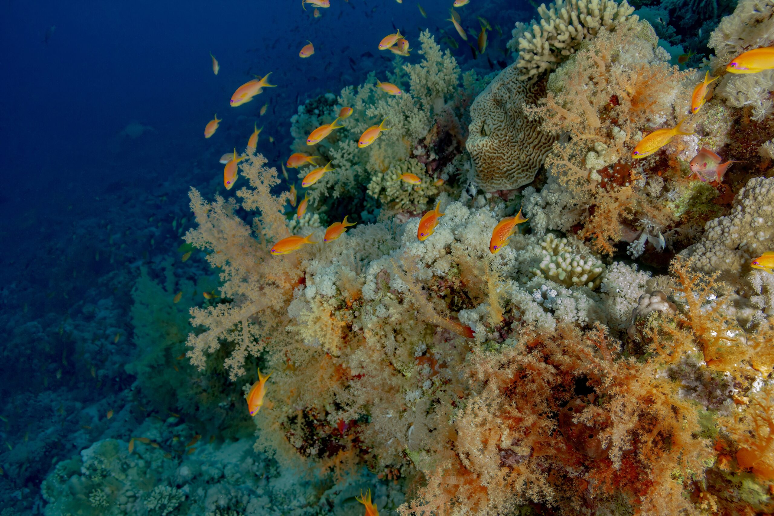 深海サンゴの謎